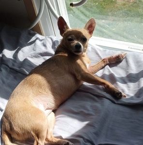 Meet your Posher, Shelby